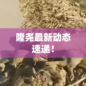 隆堯最新動(dòng)態(tài)速遞！