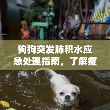 狗狗突發(fā)肺積水應(yīng)急處理指南，了解癥狀與應(yīng)對措施