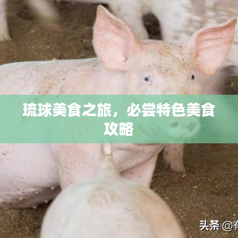 琉球美食之旅，必嘗特色美食攻略