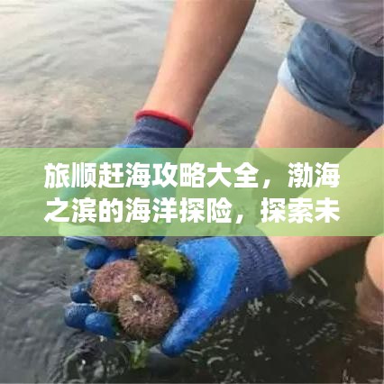 旅順趕海攻略大全，渤海之濱的海洋探險，探索未知的海底寶藏！