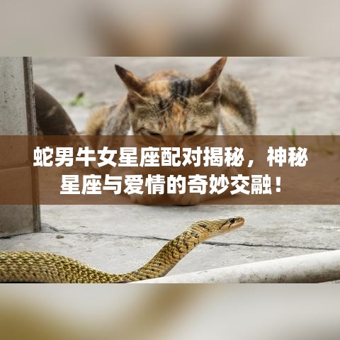 蛇男牛女星座配對揭秘，神秘星座與愛情的奇妙交融！