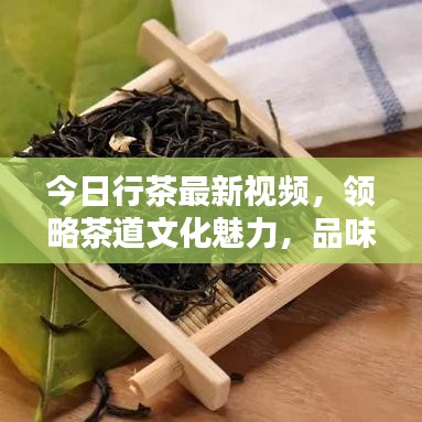 今日行茶最新視頻，領(lǐng)略茶道文化魅力，品味傳統(tǒng)韻味