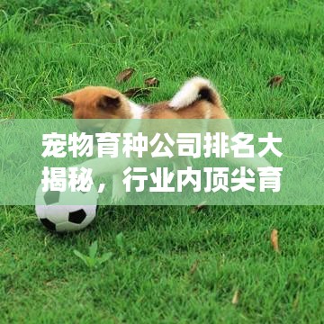 寵物育種公司排名大揭秘，行業(yè)內(nèi)頂尖育種企業(yè)榜單！