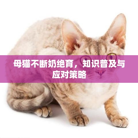 母貓不斷奶絕育，知識(shí)普及與應(yīng)對(duì)策略