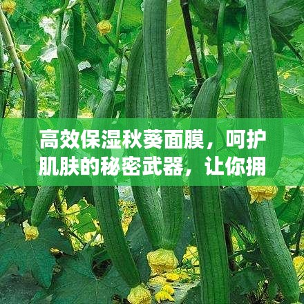 高效保濕秋葵面膜，呵護肌膚的秘密武器，讓你擁有水潤美肌