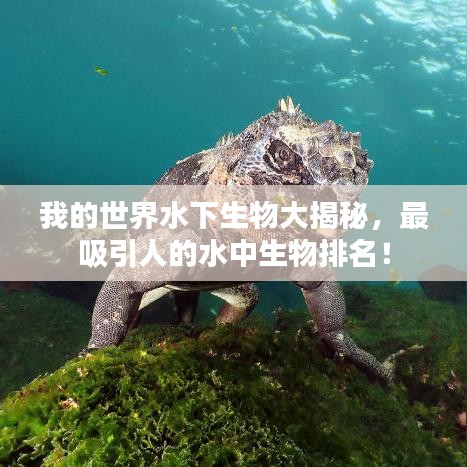 我的世界水下生物大揭秘，最吸引人的水中生物排名！