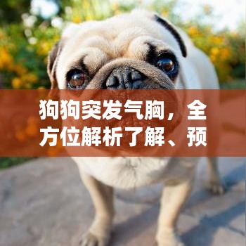 狗狗突發(fā)氣胸，全方位解析了解、預(yù)防與治療措施