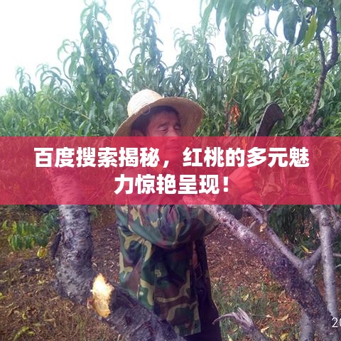 百度搜索揭秘，紅桃的多元魅力驚艷呈現！