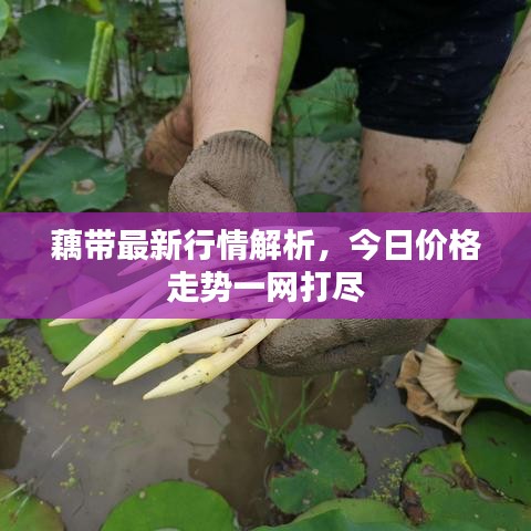 藕帶最新行情解析，今日價格走勢一網(wǎng)打盡