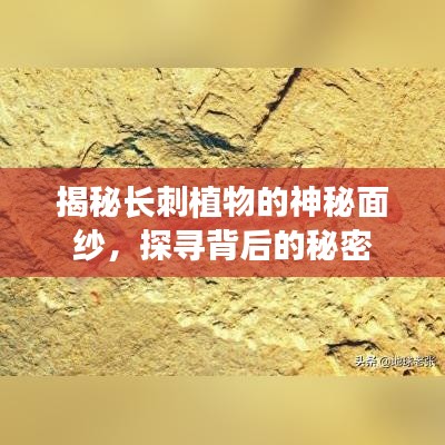 衣不重采 第2頁