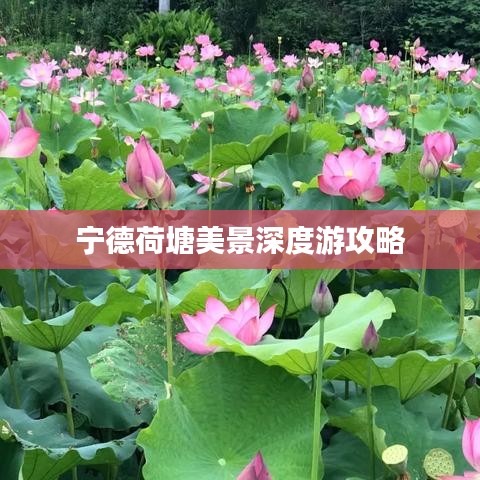 寧德荷塘美景深度游攻略